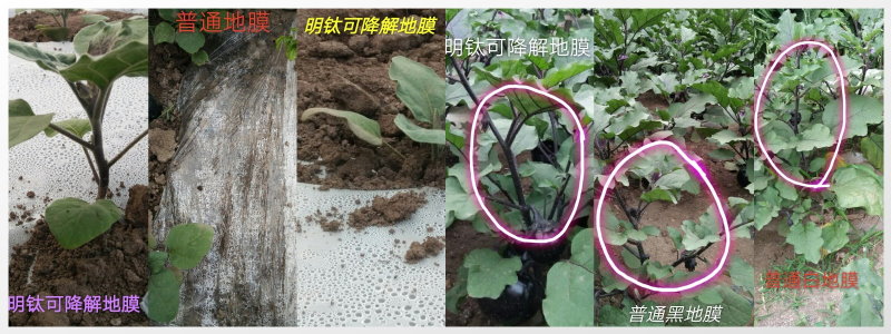 EPOM,環境保護優化材料, 可生物降解,降解,環保塑膠,原料,白色污染,塑膠垃圾,食品級,環保塑膠, 無毒塑膠, 低碳,低污染, 食用澱粉,玉米澱粉,PLA, 降解塑膠,降解塑膠,明鈦塑膠,明鈦塑膠有限公司